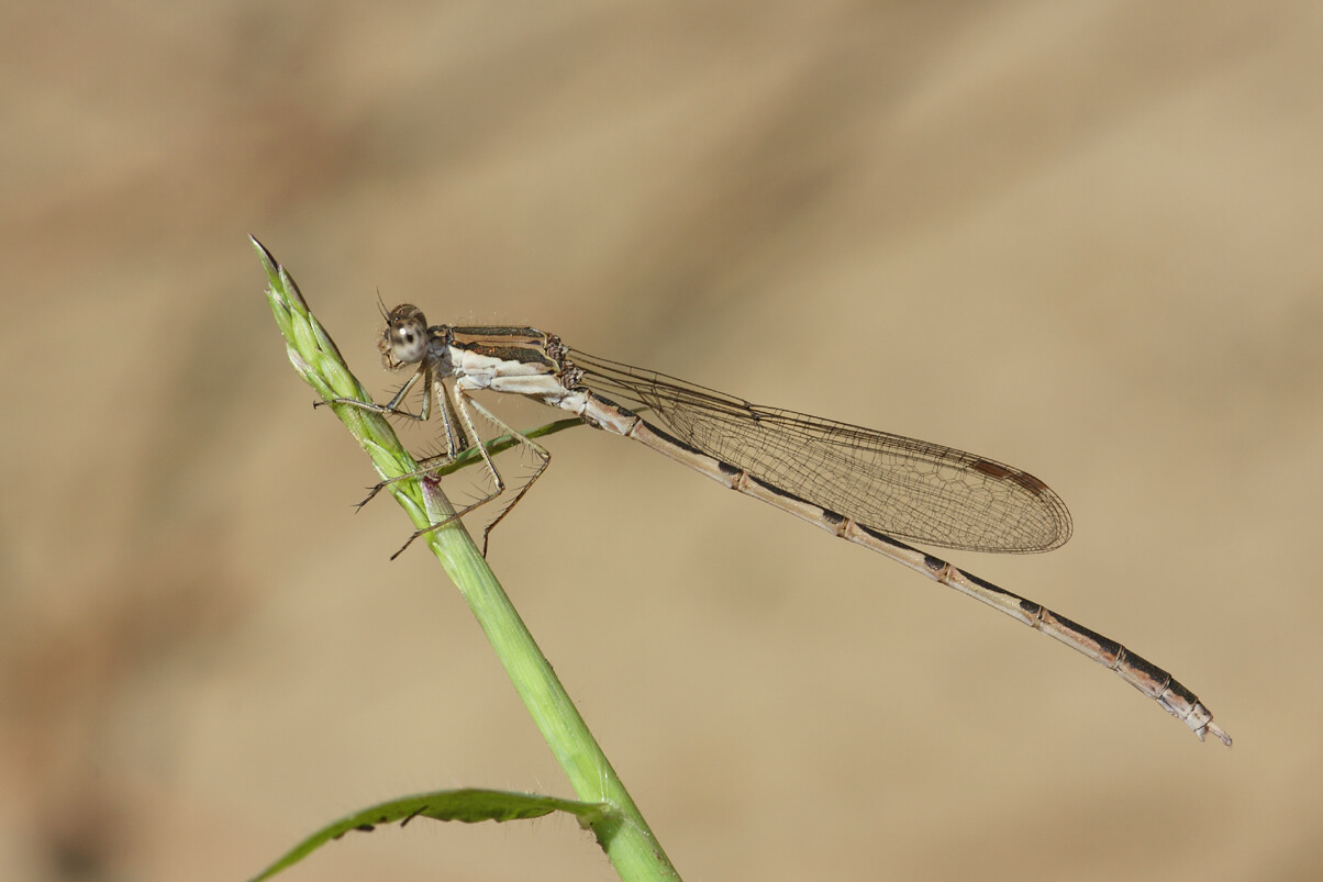 Male Winter Damselfly by Antonio Goncalves